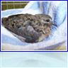Wounded Bird, Adam found.  We think it's a Inca Dove.
So now we are caring for a bird.  LOL We have 7 cats. LOL